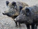 Nel 2025 già 140mila euro di danni dai cinghiali, Coldiretti Torino: "Irresponsabile non aprire la caccia al 1 settembre" Nel 2025 già 140mila euro di danni dai cinghiali, Coldiretti Torino: "Irresponsabile non aprire la caccia al 1 settembre"