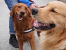 Collegno lancia “Colle-Zampe”: al via il progetto per una convivenza consapevole tra cittadini e cani Collegno lancia “Colle-Zampe”: al via il progetto per una convivenza consapevole tra cittadini e cani