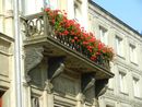 Il mio giardino biodiverso: parte il concorso di Legambiente per fotografare la natura urbana Il mio giardino biodiverso: parte il concorso di Legambiente per fotografare la natura urbana