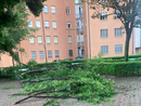 Albero caduto in zona Mirafiori Sud