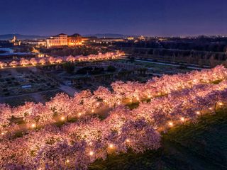 Lo spettacolo dei ciliegi in fiore alla Reggia di Venaria