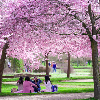 Fioritura dei ciliegi alla Reggia di Venaria: aperture prolungate per tutta la settimana