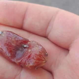 Foto dal gruppo facebook "Sei di Grugliasco se..."