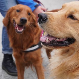 Collegno lancia “Colle-Zampe”: al via il progetto per una convivenza consapevole tra cittadini e cani