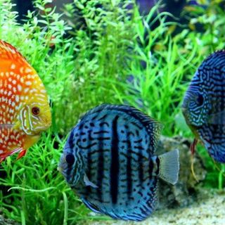 Petsfestival 2021: l’acquariologia è di casa