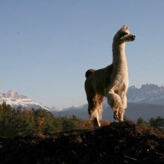 Petsfestival 2021: vieni a conoscere l’alpaca