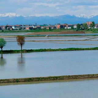 campo coltivato pieno d'acqua