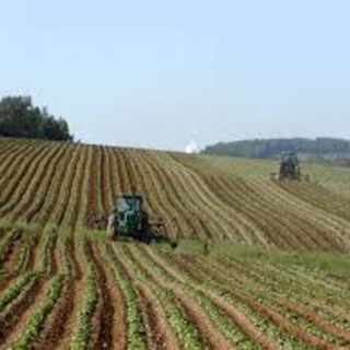 L'agricoltura piemontese faccia a faccia col Covid e l'inverno più caldo degli ultimi 63 anni, &quot;ma non abbiamo mai fatto mancare il cibo alle persone&quot;