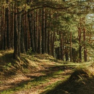 foreste - foto d'archivio