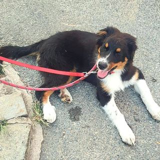 Cane abbandonato a Venaria: il Codcons denuncia il responsabile che l’ha legato alla ringhiera ed è scappato