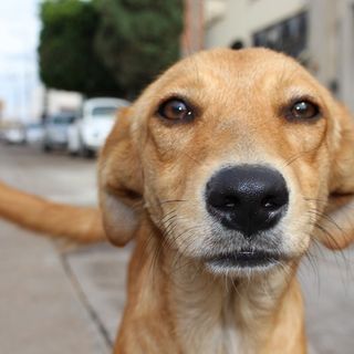 Cani abbandonati sui balconi o nelle auto: ecco quando intervenire e come comportarsi