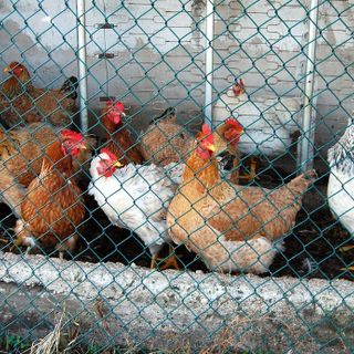 "L'80% delle galline ovaiole piemontesi cresce già a terra"