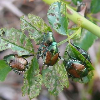 Immagine di repertorio