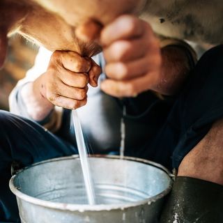 mungitura della mucca, latte