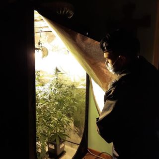 Un carabiniere osserva una piantagione di marijuana fatta in casa