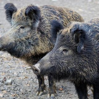 cinghiale - foto d'archivio