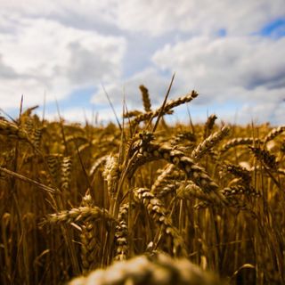 Grano - immagine d'archivio