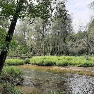FCA e Regione Piemonte a favore dell'ambiente: un'area della Mandria diventerà parco sostenibile