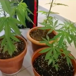 Marijuana a km0, arrestato pusher: lo spaccio gestito su Whatsapp