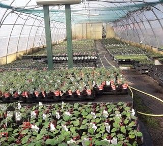 Confagricoltura soddisfatta: &quot;Accolte le nostre richieste, sabato e domenica garden aperti per la vendita di piante e fiori&quot;