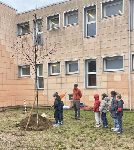 Un nuovo albero per la scuola primaria Anna Frank di Druento