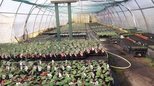 Confagricoltura soddisfatta: "Accolte le nostre richieste, sabato e domenica garden aperti per la vendita di piante e fiori" Confagricoltura soddisfatta: "Accolte le nostre richieste, sabato e domenica garden aperti per la vendita di piante e fiori"