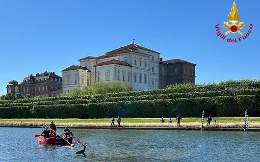 Un capriolo finisce in una grossa vasca a Venaria: portato in salvo dai pompieri Un capriolo finisce in una grossa vasca a Venaria: portato in salvo dai pompieri