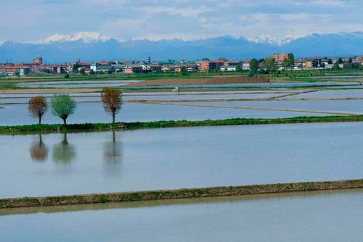 campo coltivato pieno d'acqua