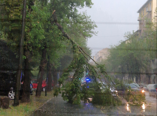 Un albero si spezza in Corso Belgio, 120 interventi per il maltempo Un albero si spezza in Corso Belgio, 120 interventi per il maltempo