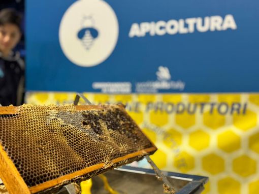 Il regno delle api, sentinelle della natura: dalla Regione 100mila euro per 50 progetti nelle scuole Il regno delle api, sentinelle della natura: dalla Regione 100mila euro per 50 progetti nelle scuole