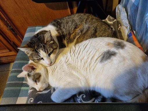 8 agosto Giornata del gatto 8 agosto Giornata del gatto