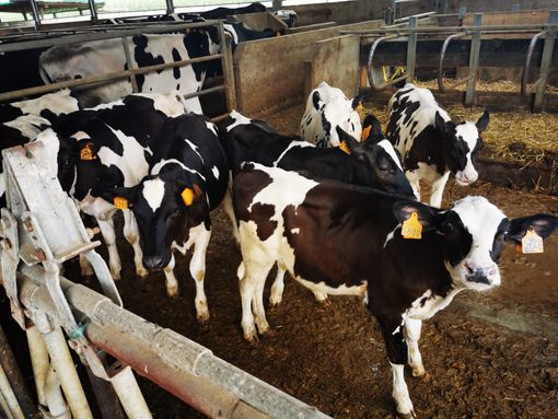 Qualità e trasparenza: l’eccellenza di Piemonte Latte