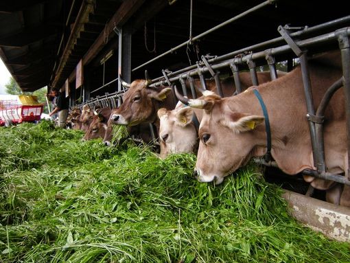 Coldiretti Torino: "E’ positivo il via libera  agli aiuti per la zootecnia" Coldiretti Torino: "E’ positivo il via libera  agli aiuti per la zootecnia"