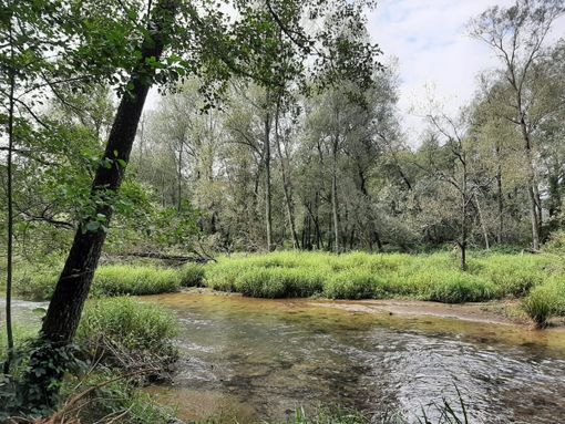 FCA e Regione Piemonte a favore dell'ambiente: un'area della Mandria diventerà parco sostenibile