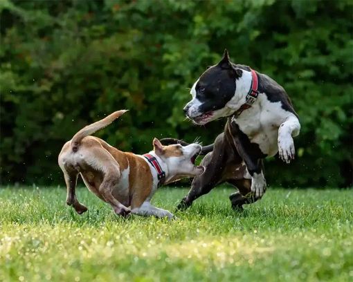Un uomo era andato in vacanza abbandonando i cani a casa Un uomo era andato in vacanza abbandonando i cani a casa