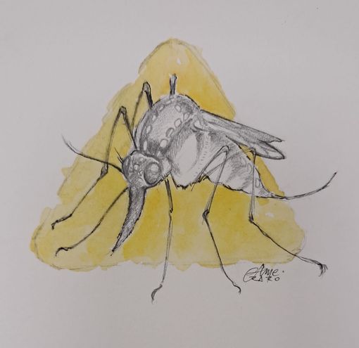 Giornata mondiale della zanzara, ogni anno 700mila morti. Come difendersi