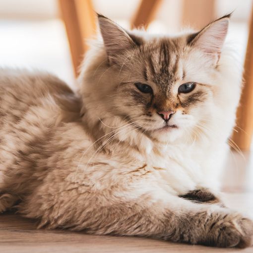 I migliori alimenti per un pelo sano e lucente nel gatto