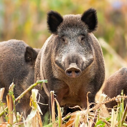 Il Tavolo Animali &amp; Ambiente contro la Sagra del Cinghiale di Venaria Reale