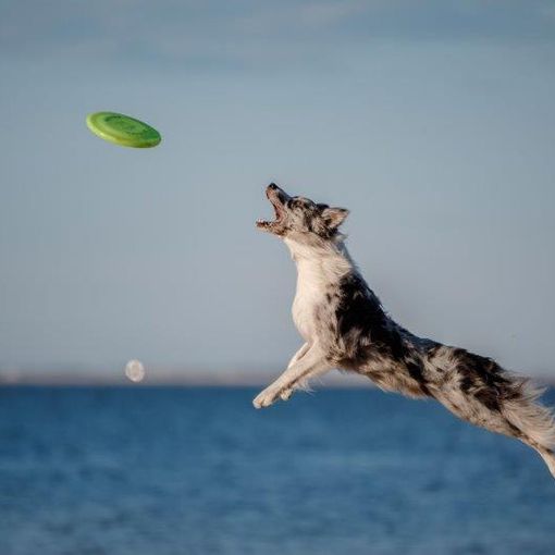 Petsfestival 2021: una fiera dedicata ai cani e alle loro attitudini