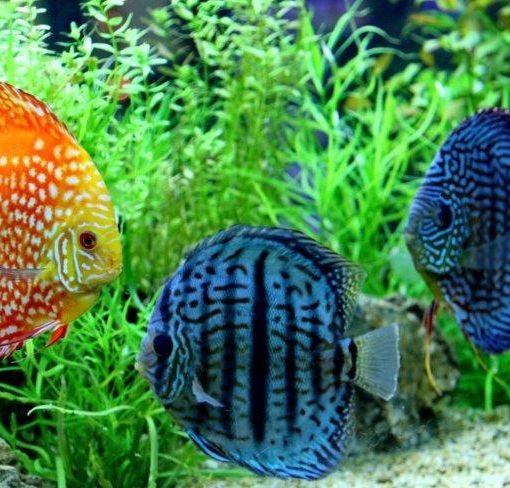 Petsfestival 2021: l’acquariologia è di casa