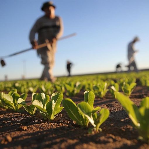 Agricoltura: dalla Regione erogati 113 milioni di anticipi sulla Pac 2020. Oltre 22 per Torino e provincia