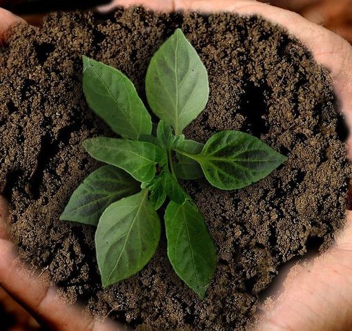 Una zolla di terra con un germoglio nelle mani di una persona