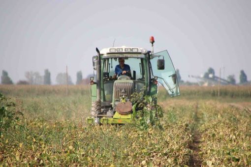 Campo coltivato per agricoltura