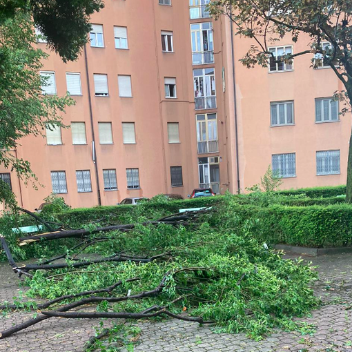 Albero caduto in zona Mirafiori Sud
