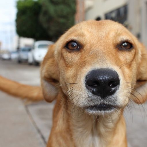 Cani abbandonati sui balconi o nelle auto: ecco quando intervenire e come comportarsi