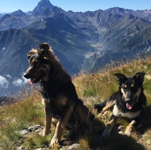 conferenza m5s e foto cani uccisi