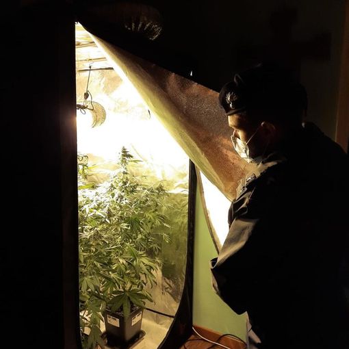 Un carabiniere osserva una piantagione di marijuana fatta in casa