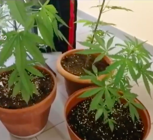 Marijuana a km0, arrestato pusher: lo spaccio gestito su Whatsapp