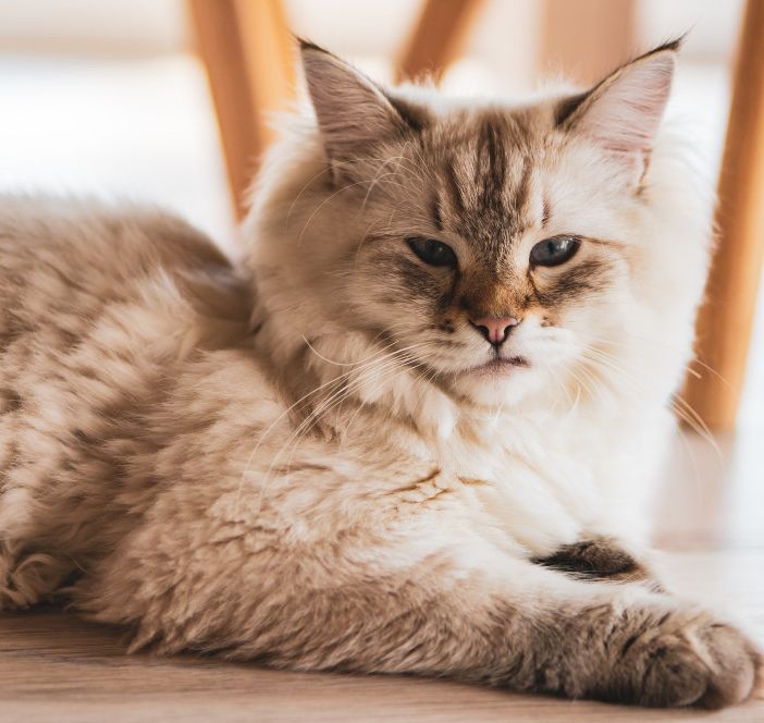 I migliori alimenti per un pelo sano e lucente nel gatto