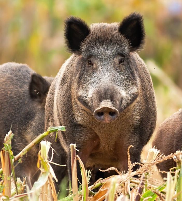 Il Tavolo Animali &amp; Ambiente contro la Sagra del Cinghiale di Venaria Reale